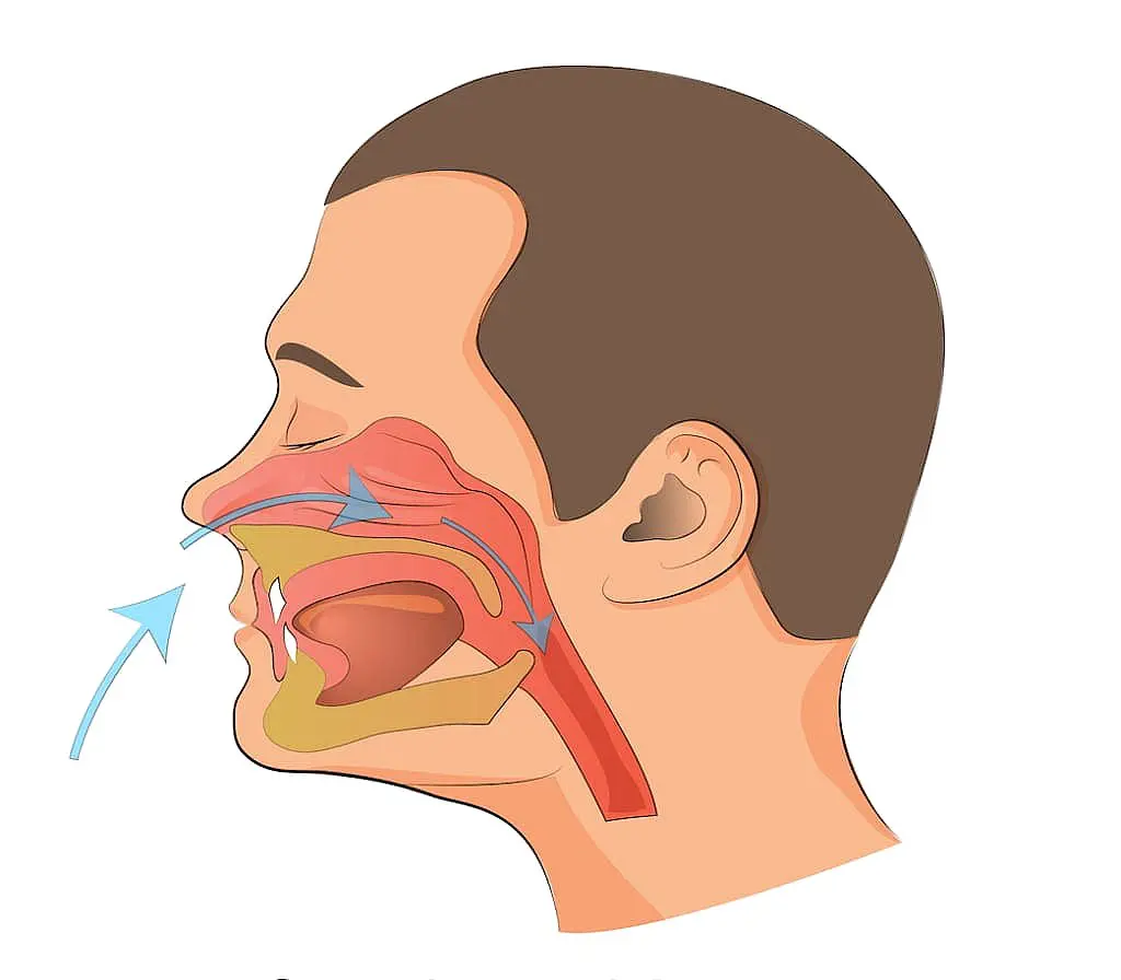 An illustration shows a human head in profile, highlighting the nasal and oral cavities with arrows indicating airflow direction, to emphasize mouth breathing's impact on respiratory function in Kingwood TX.