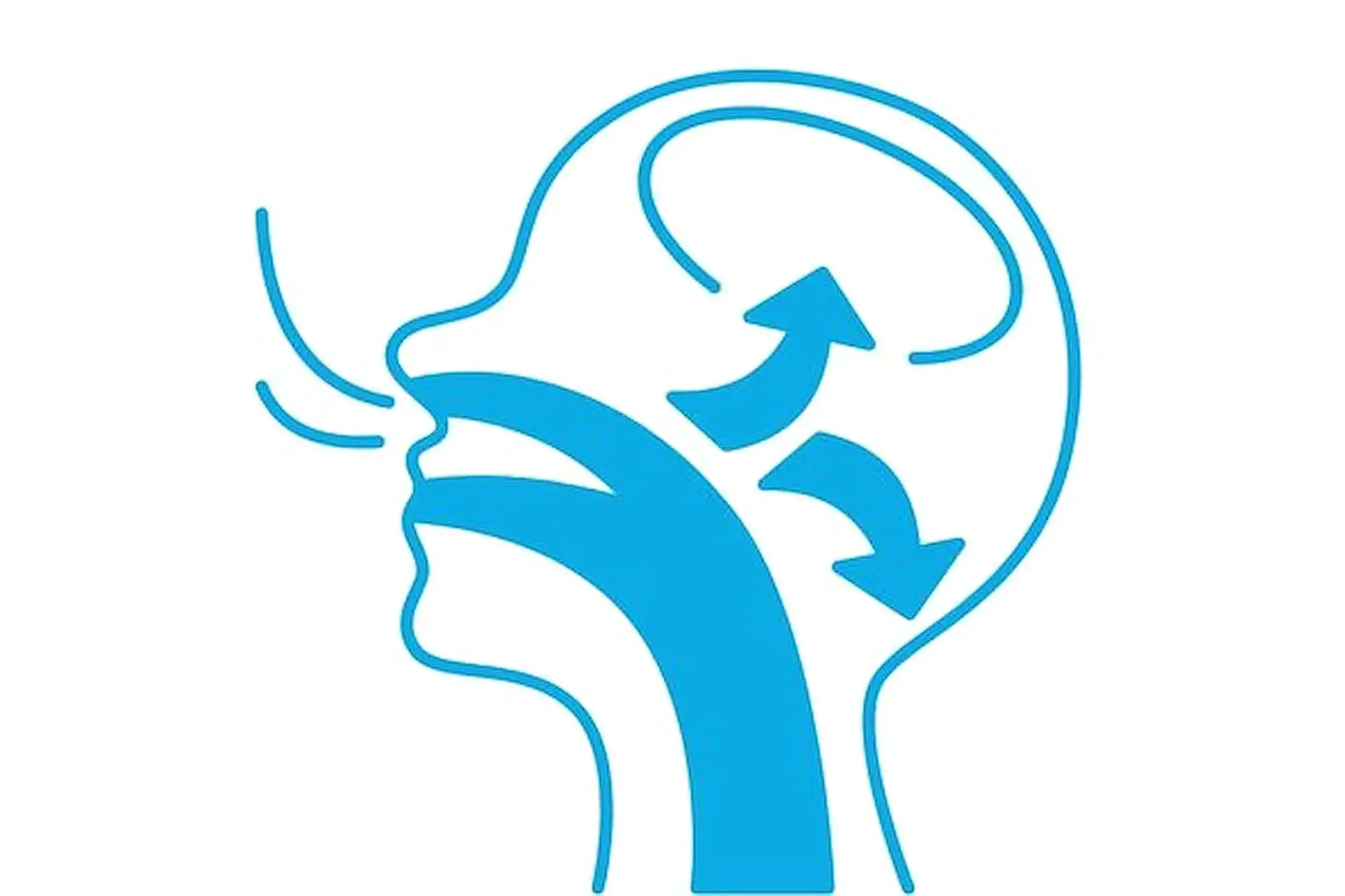 Profile diagram of a human head shows airflow from mouth and nose to brain with arrows, typical of a mouth breather in Kingwood TX. Profile diagram of a human head shows airflow from mouth and nose to brain with arrows, typical of a mouth breather in Kingwood TX.
